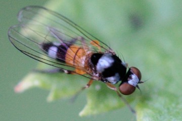 Callomyia amoena