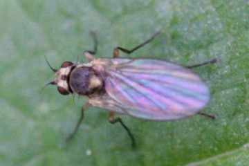 Cerodontha denticornis