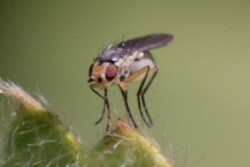 Cerodontha denticornis