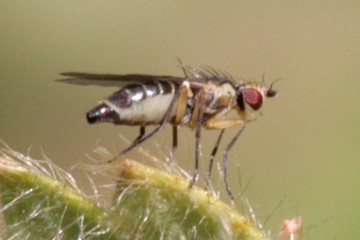 Cerodontha denticornis