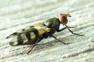 Ceroxys urticae