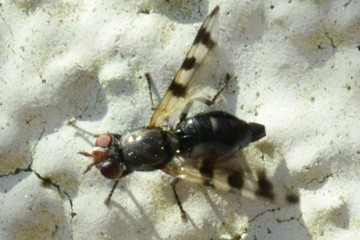 Ceroxys urticae