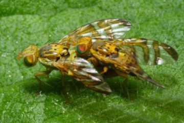 Chaetorellia jaceae