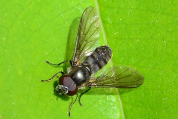 Cheilosia semifasciata