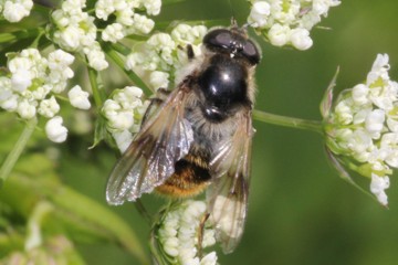 Cheilosia illustrata