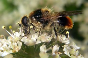 Cheilosia illustrata