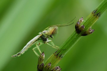 Chironomus riparius