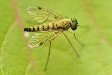 Chrysopilus splendidus