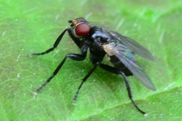 Cinochira atra