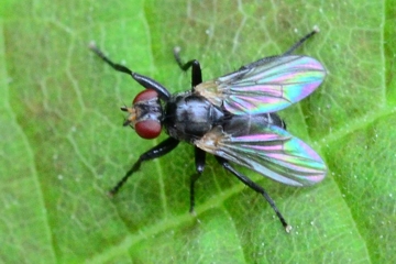 Cinochira atra