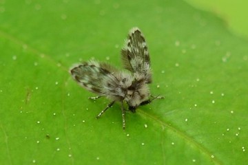 Clytocerus splendidus