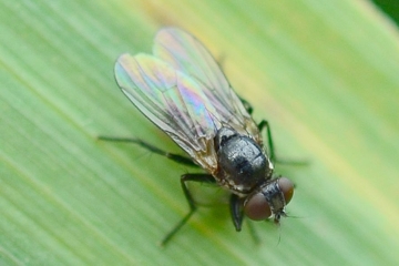 Coenosia atra