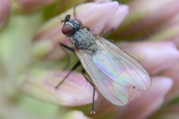 Coenosia humilis