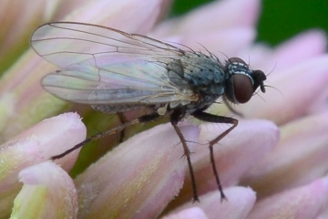 Coenosia humilis