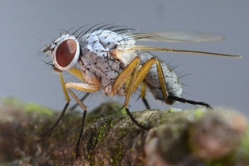 Coenosia pumila