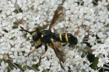 Conops flavipes