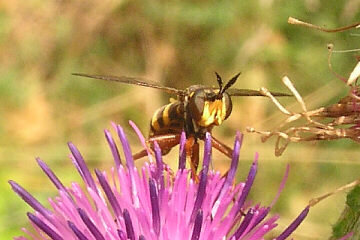 Conops quadrifasciatus