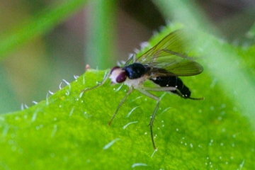 Cordilura albipes