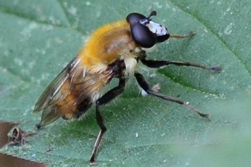 Criorhina floccosa