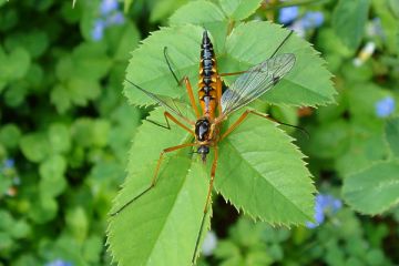 Ctenophora pectinicornis