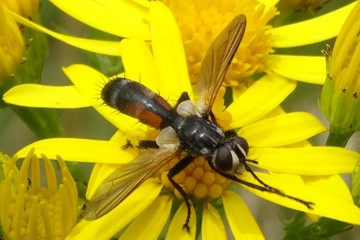 Cylindromyia interrupta