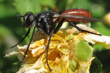 Cylindromyia bicolor