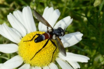 Cylindromyia intermedia