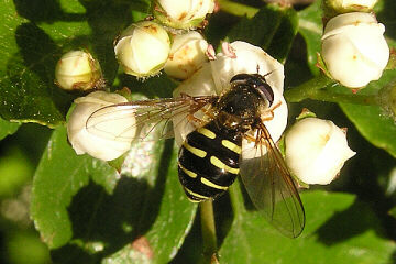 Dasysyrphus venustus