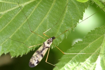 Dicranomyia ornata