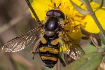 Schmale Breitbauchschwebfliege