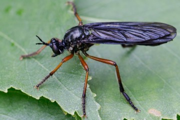 Große Habichtsfliege