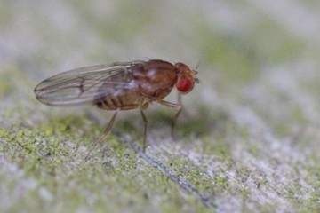 Drosophila immigrans