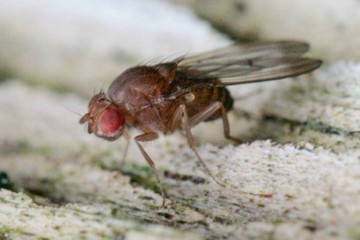 Drosophila immigrans