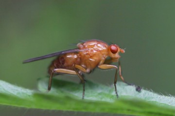 Dryomyza anilis