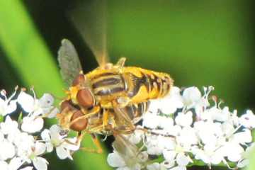 Dunkle Teichrandschwebfliege