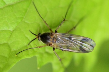 Dynatosoma fuscicorne