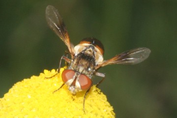 Ectophasia oblonga