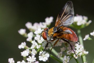 Ectophasia oblonga