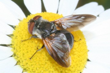 Ectophasia oblonga