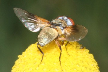 Ectophasia oblonga