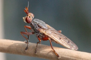 Elgiva cucularia