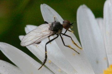 Empis caudatula