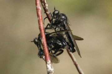 Schwarze Tanzfliege