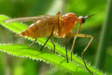 Empis digramma