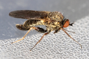 Empis femorata