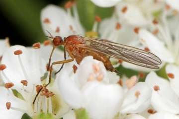 Empis lutea