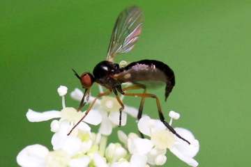 Schwarzfüßige Tanzfliege