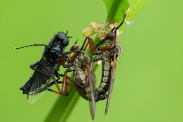 Empis opaca