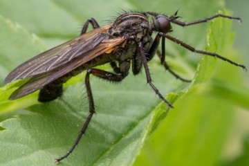 Gewürfelte Tanzfliege