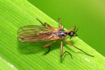 Empis trigramma